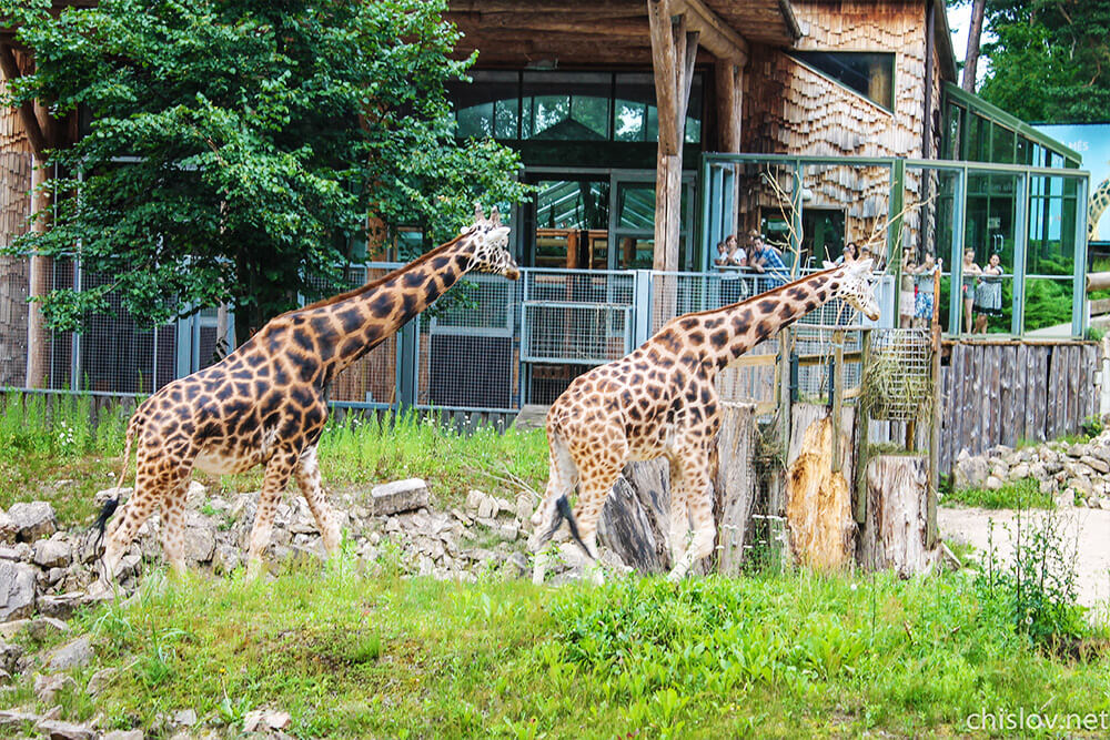Времяпрепровождение в Риге: зоологический сад