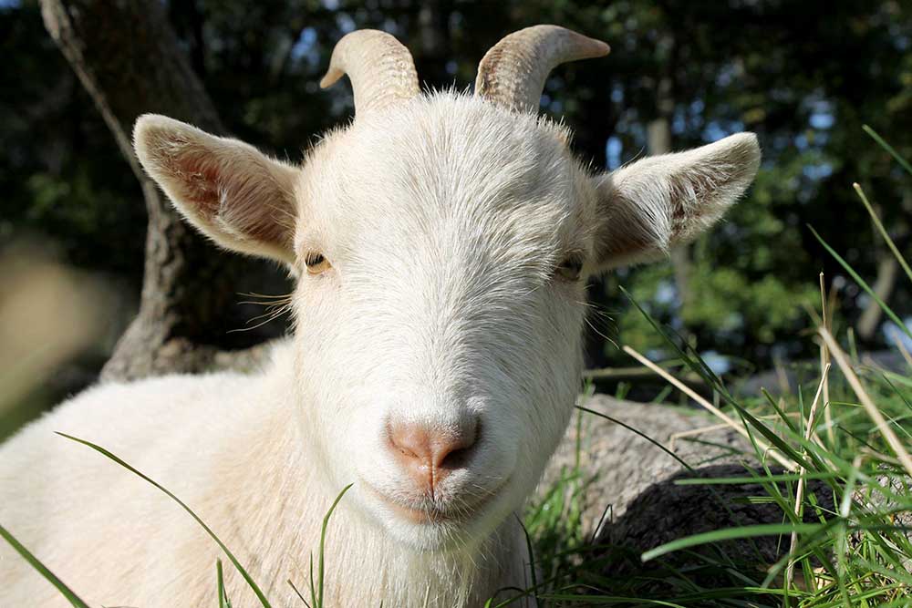 Skansen Stockholmis on maailma vanim vabaõhumuuseum