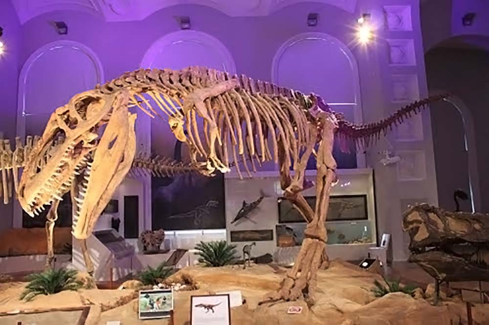 В Музее природы Хельсинки можно познакомиться и с доисторическими, и с существующими поныне видами животных и птиц.