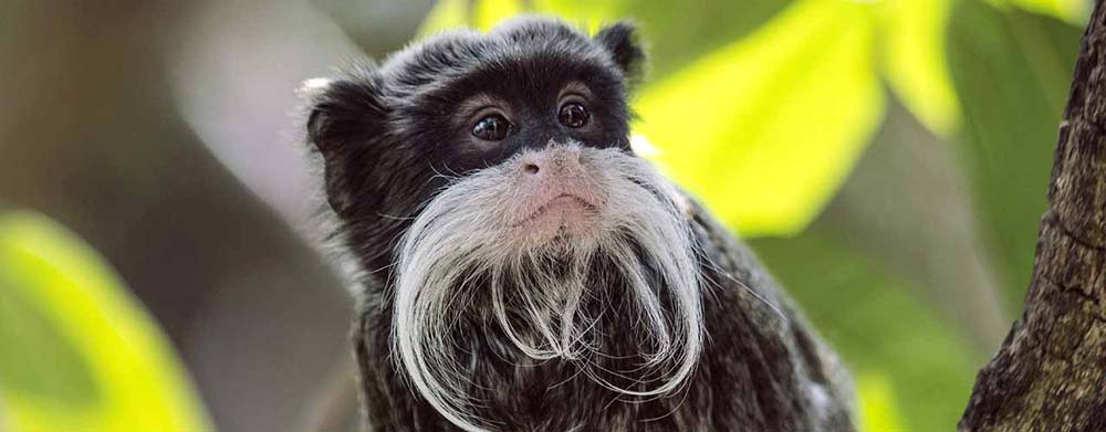 Зоопарк Хельсинки стал домом для более чем 150 видов животных и почти 1000 видов растений. 